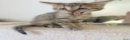 Mixed Breed cats for sale: Tabby cross ragdoll kittens - Advert 12
