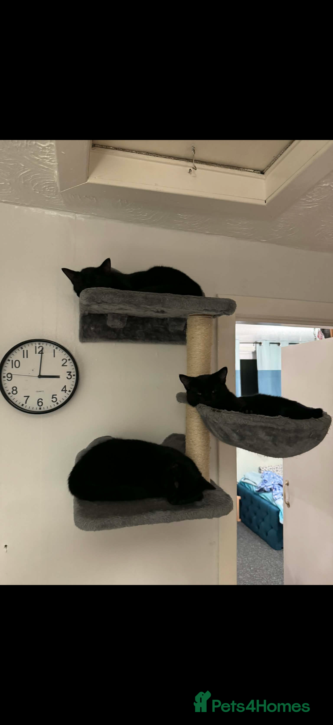 European cats for sale: 3 Gentle Kitten and 1 Old Cat Boy - Advert 3