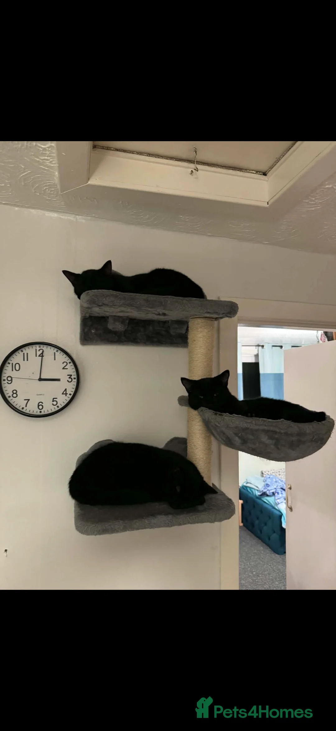 European cats for sale: 3 Gentle Kitten and 1 Old Cat Boy 50£ - Advert 3