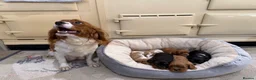 Cavalier King Charles Spaniel dogs for sale: 🌟 KC Cavalier King Charles Spaniel Puppies in Llandeilo - Advert 10