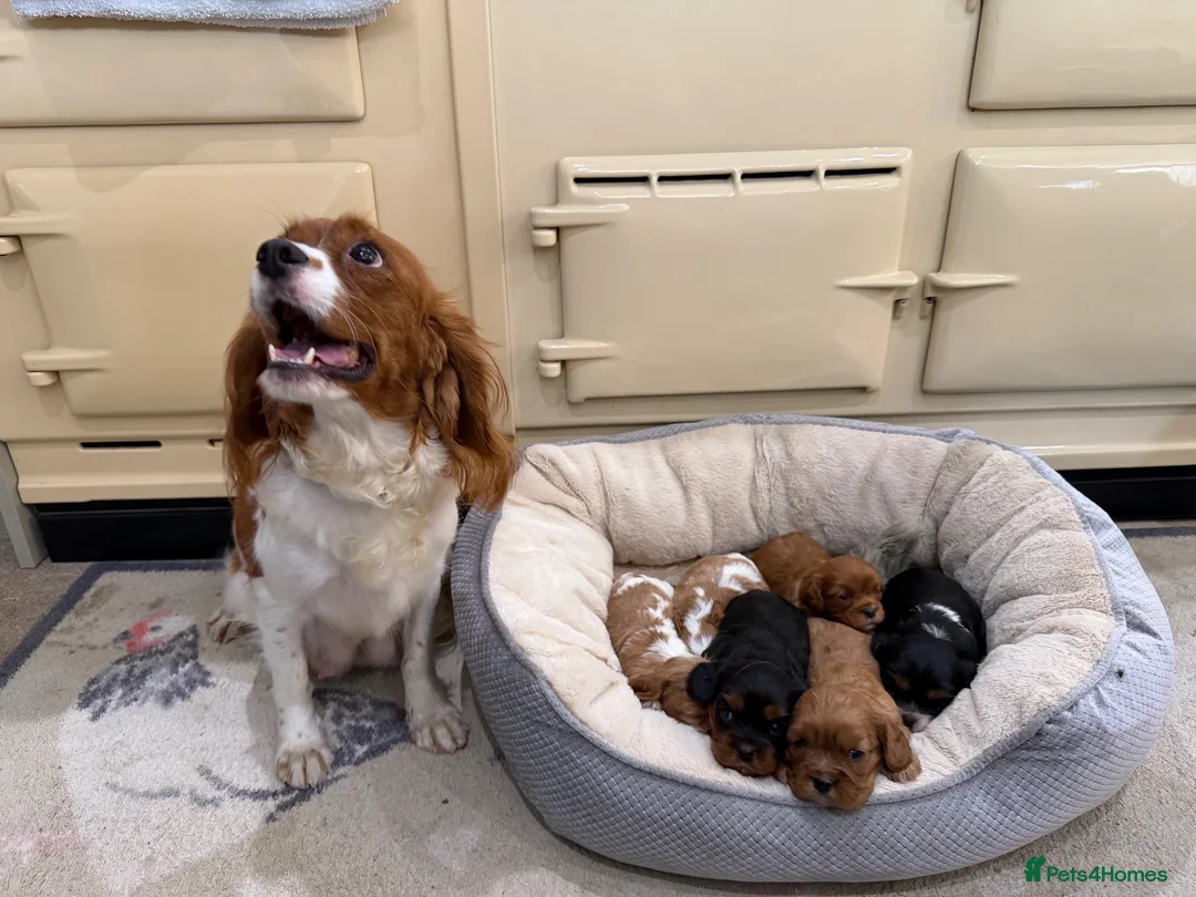 Cavalier King Charles Spaniel dogs for sale: 🌟 KC Cavalier King Charles Spaniel Puppies in Llandeilo - Advert 10