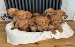 Labradoodle dogs for sale: ⭐️ Stunning F1b Labradoodle Puppies KC Parents ⭐️ - Image 1