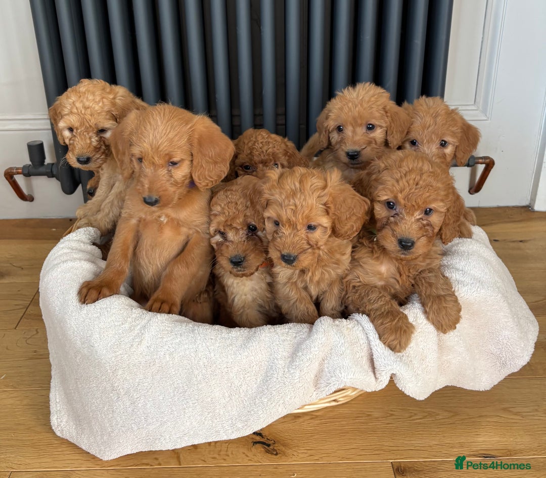 Labradoodle dogs for sale: ⭐️ Stunning F1b Labradoodle Puppies KC Parents ⭐️ - Image 1