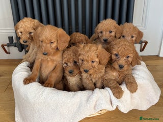 Labradoodle dogs - Advert 2
