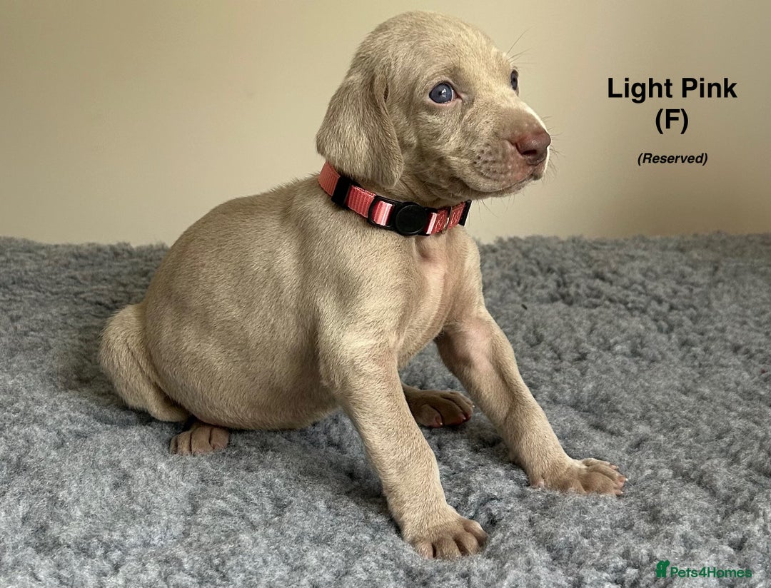 Weimaraner dogs for sale: Exceptional litter of Weimaraner puppies  - Image 12