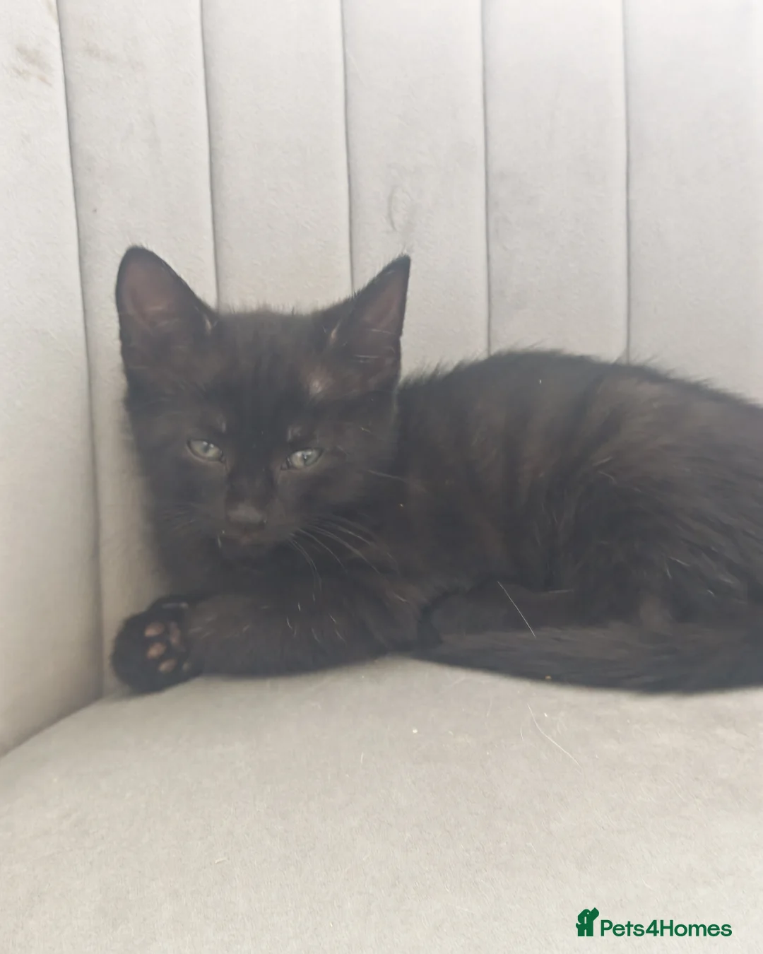Mixed Breed cats for sale: Beautiful Kittens Ready for Their Forever Homes 🐾 in Cleckheaton - Advert 13