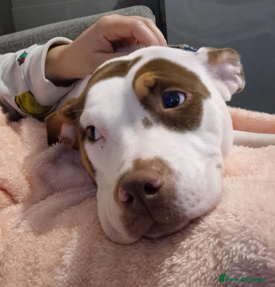 American Bulldog dogs for sale: Sad sale - Advert 4