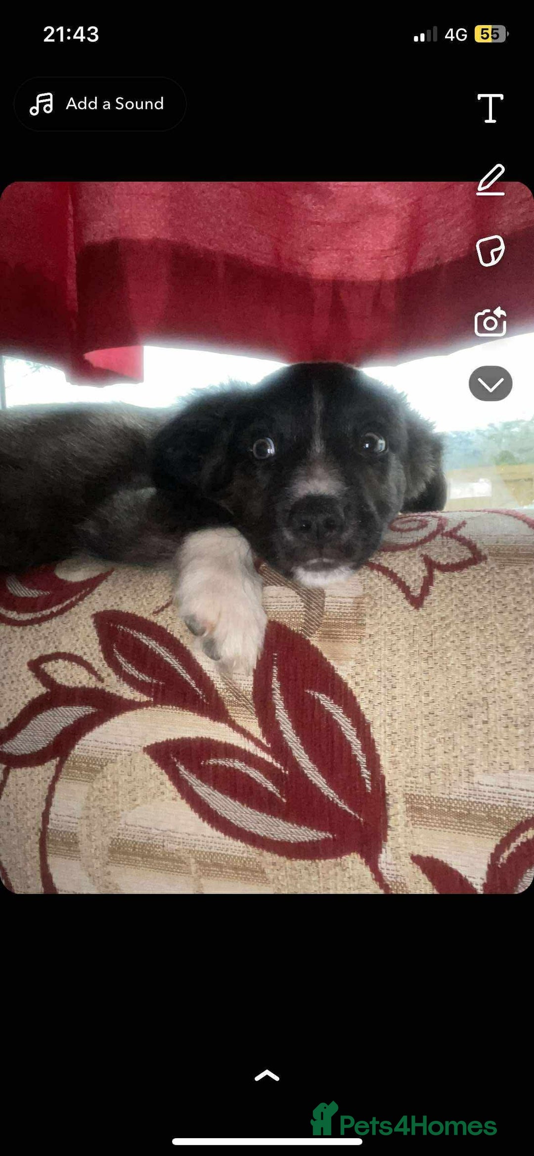 Border Collie dogs for sale: Border collie puppy’s for sale  - Image 6