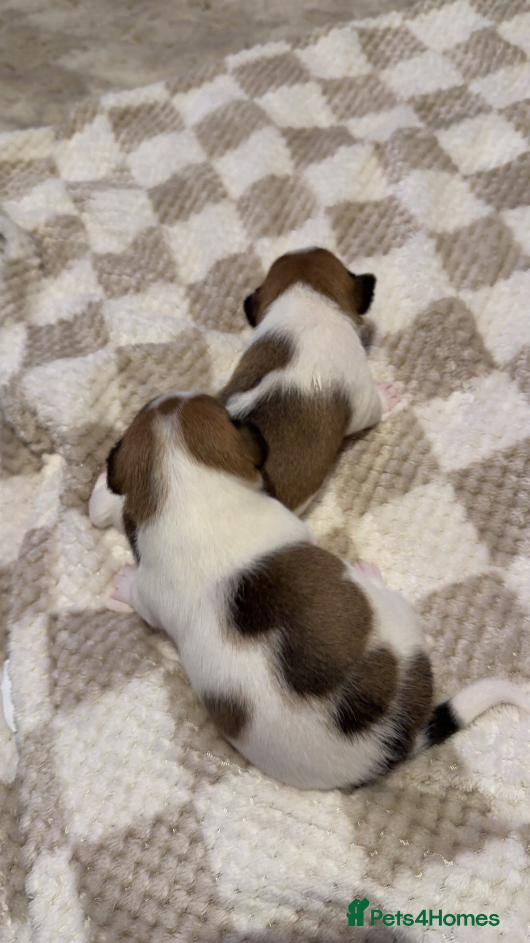 Jack Russell dogs for sale: Tri short legged jack Russell puppies - Image 10