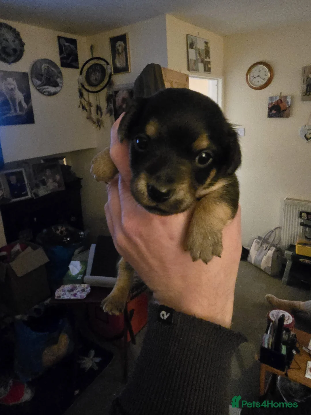 Jack Russell dogs for sale: Jack russle puppies  - Advert 12