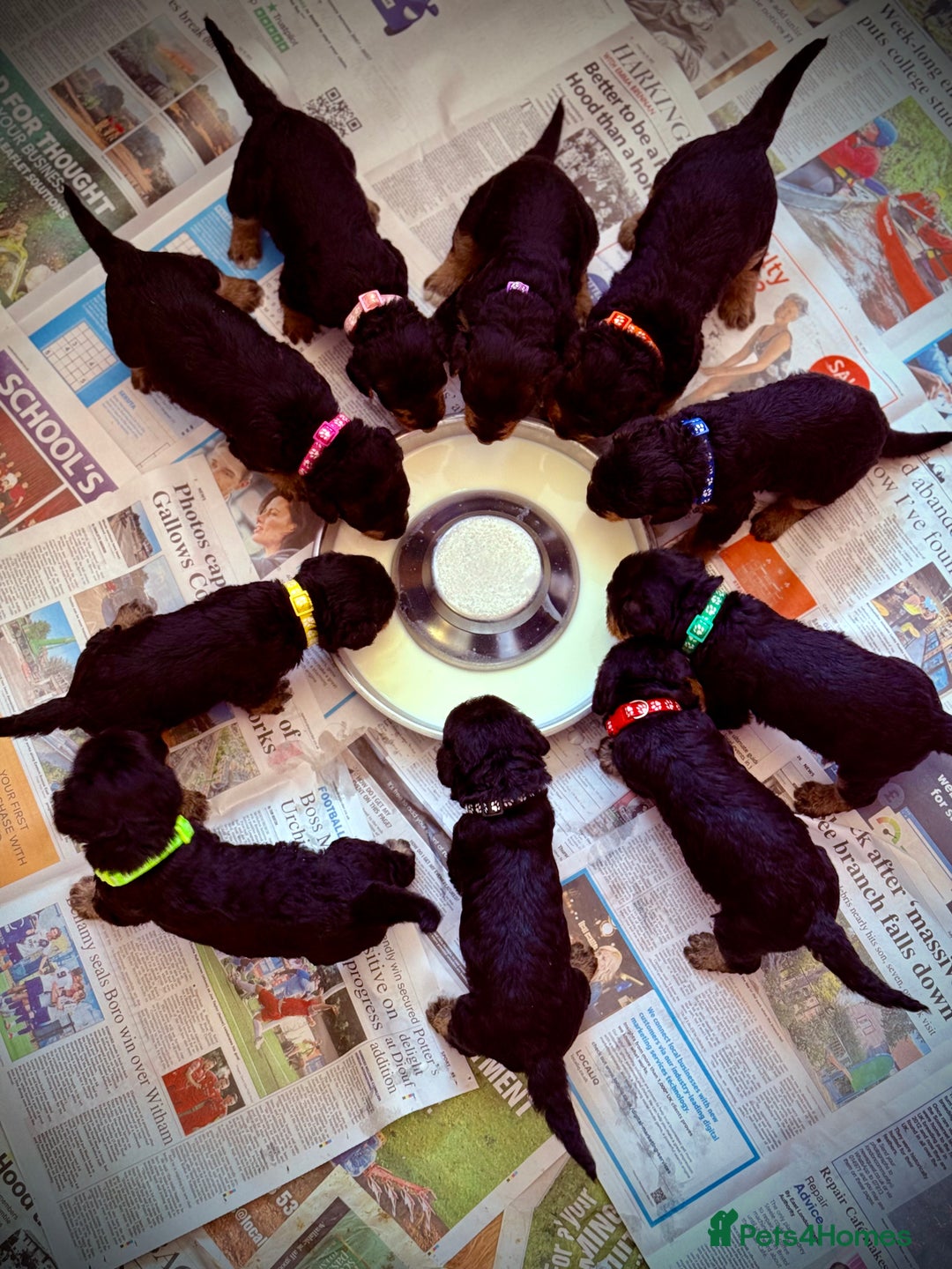 Airedale Terrier dogs for sale: ⭐️⭐️ ADORABLE KC REGISTERED  PUPS ⭐️⭐️ - Image 3