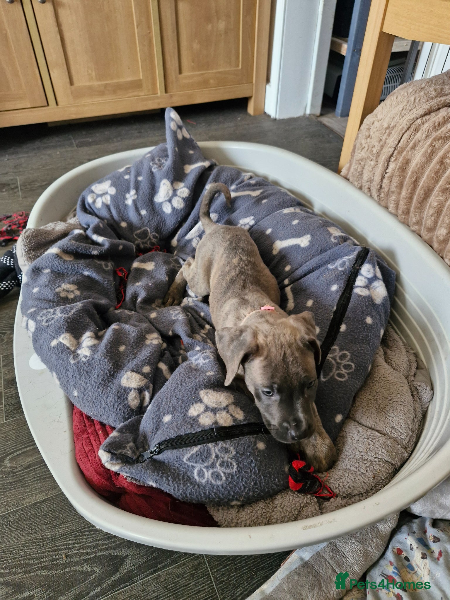 Cane Corso dogs 10 beautiful Cane Corso puppies - Advert 9