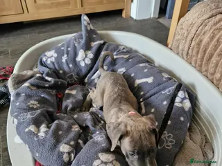Cane Corso dogs 10 beautiful Cane Corso puppies - Advert 8