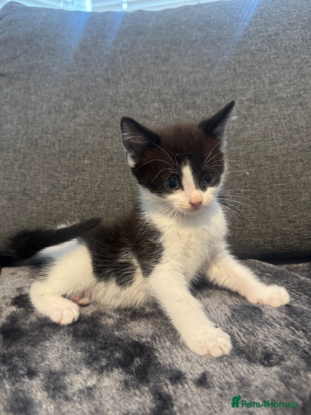 Domestic Shorthair cats for sale: 6 beautiful kittens - Image 5