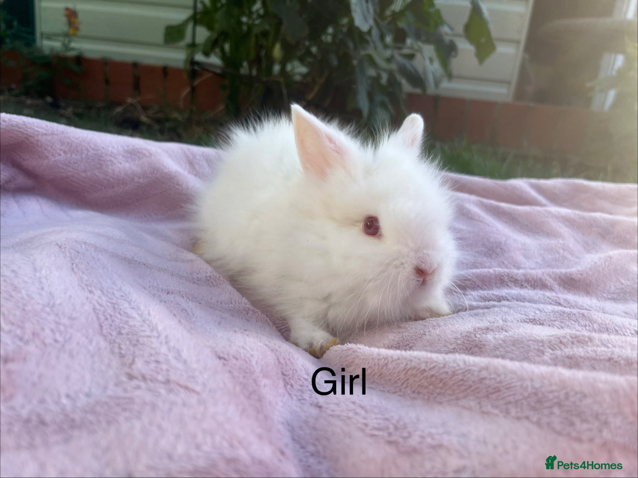Lionhead rabbits Mini double maned lionheads  - Advert 2