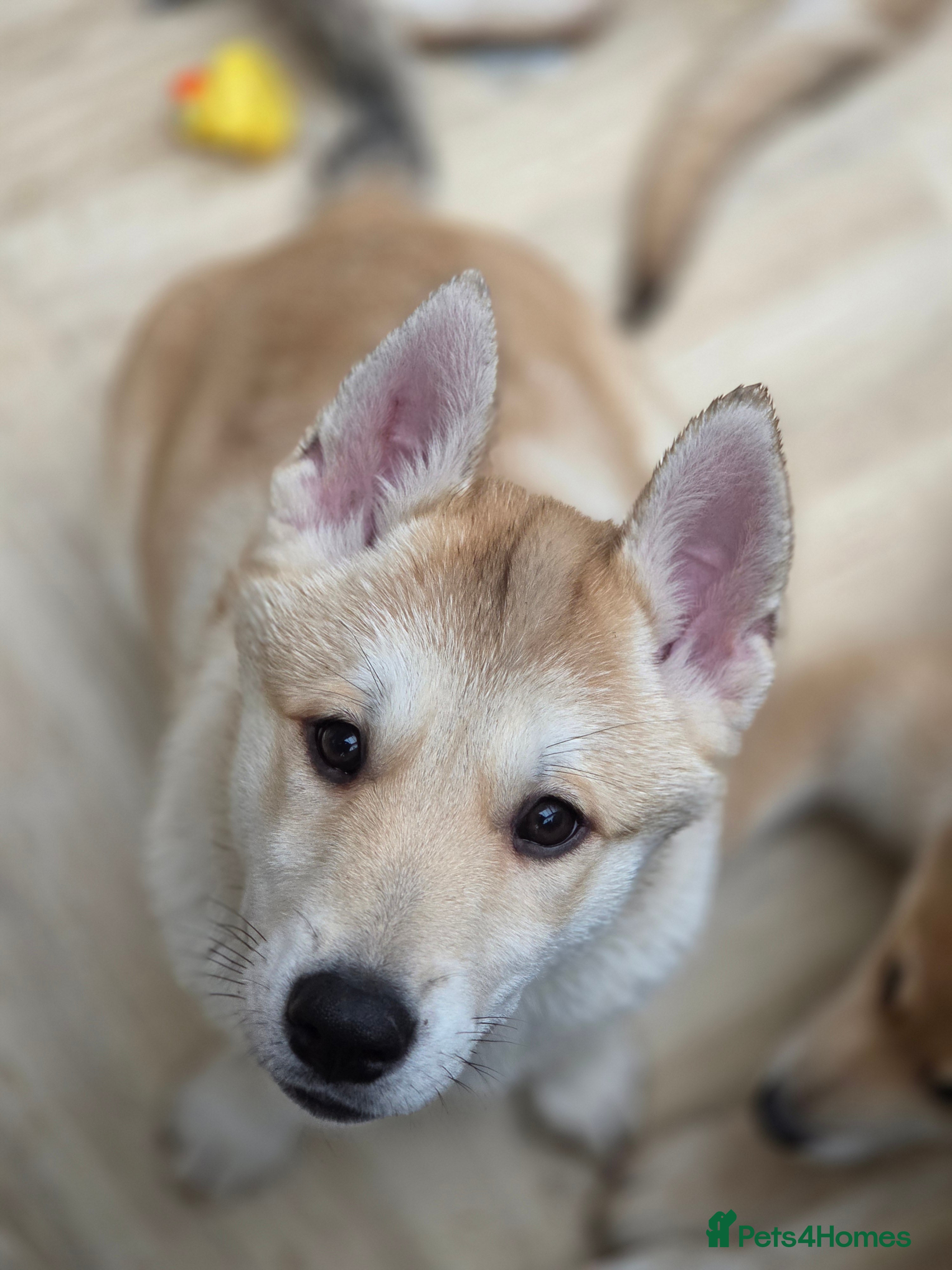 Mixed Breed dogs Wolfdog cross Puppies/ready to go  - Advert 6