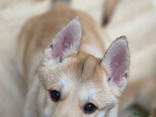 Mixed Breed dogs Wolfdog cross Puppies/ready to go - Advert 6