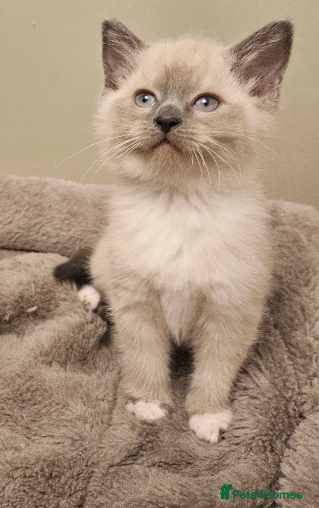 Mixed Breed cats for sale: Beautiful, Playful Kittens- Ready for Loving Homes - Advert 9