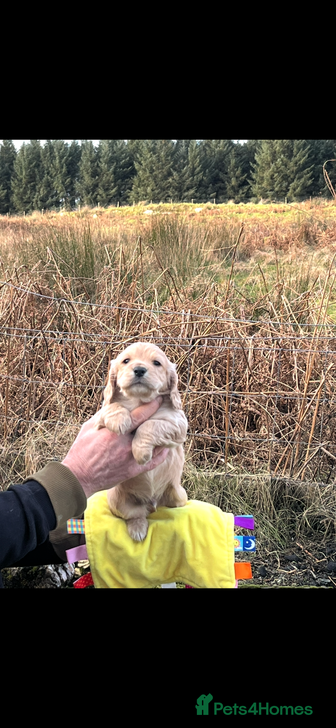 Cocker Spaniel dogs for sale: Champion KC WORKING Cocker Spaniels - Advert 1