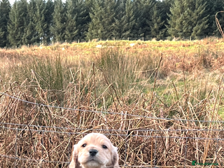 Cocker Spaniel dogs Champion KC WORKING Cocker Spaniels - Advert 3