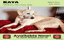Mixed Breed dogs for adoption: Kaya, 2 years approx. Available for adoption. in Brixham - Image 1