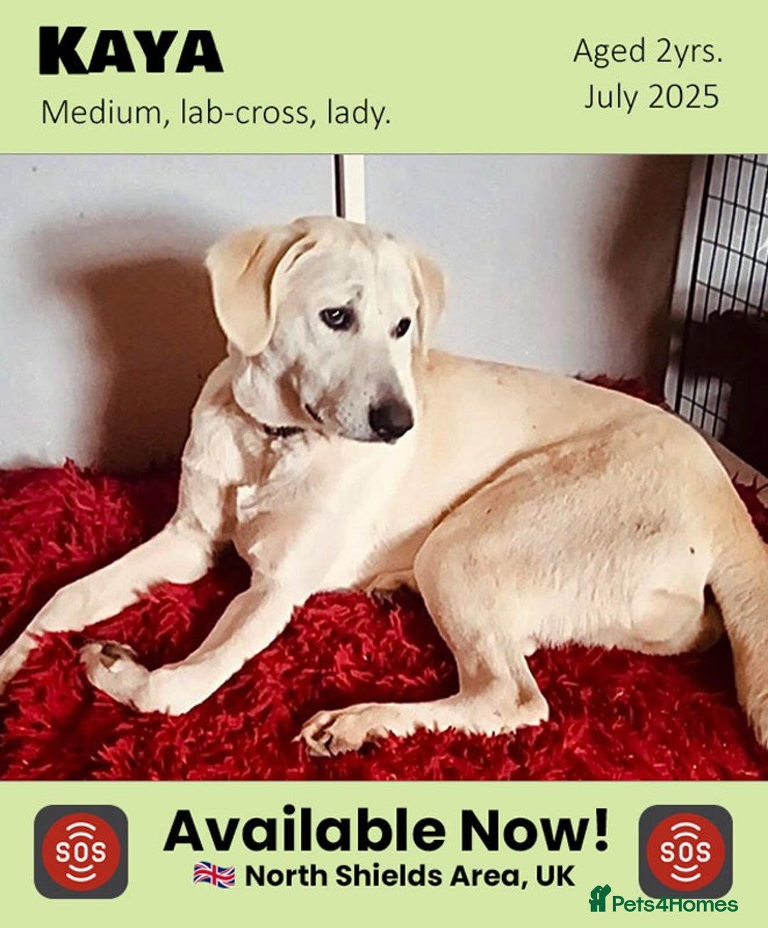 Mixed Breed dogs for adoption: Kaya, 2 years approx. Available for adoption. in Brixham - Image 1