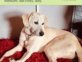 Mixed Breed dogs in Brixham - Advert 9