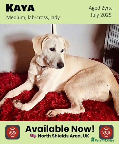 Mixed Breed dogs Kaya, 2 years approx. Available for adoption. in Brixham - Advert 22