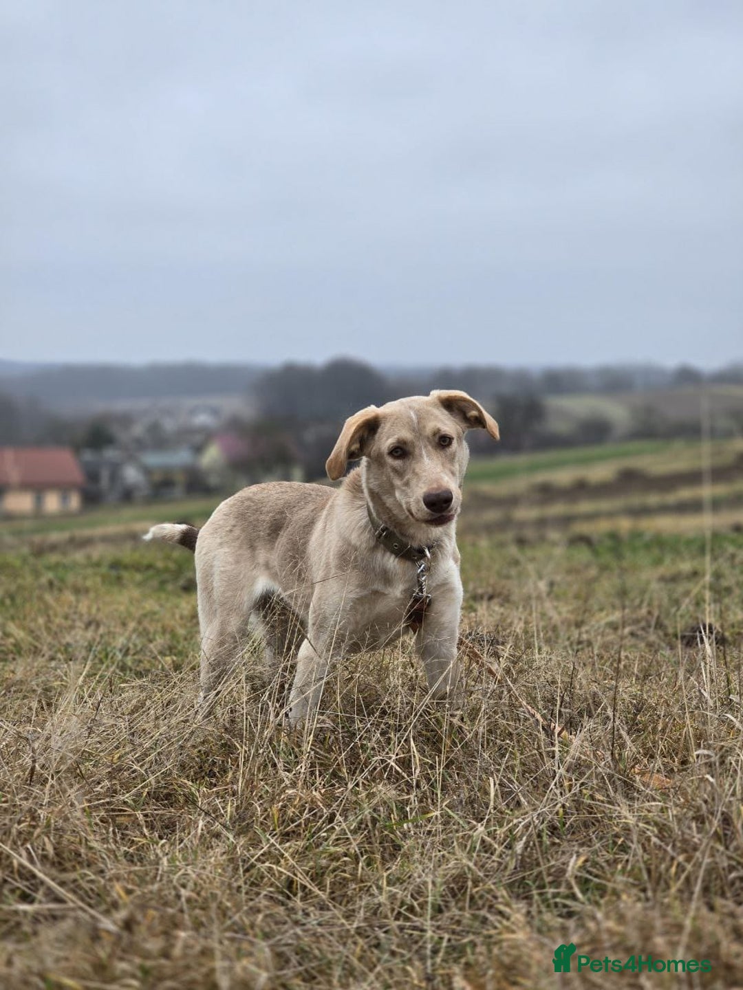 Mixed Breed dogs for adoption: ❤️ JENA – A Gentle 1 year old Girl ❤️ - Advert 13