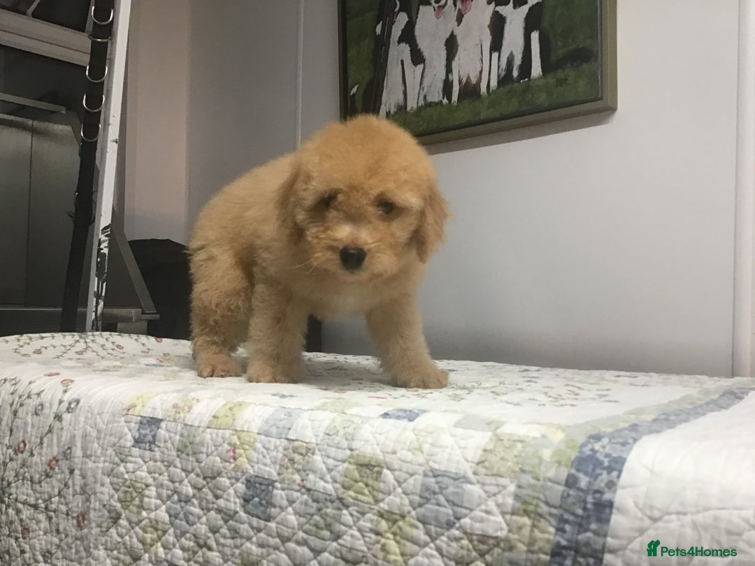 Bernedoodle dogs for sale: Rare Toy bernedoodles  - Advert 13