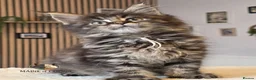Maine Coon cats for sale: Maine coon kittens - Advert 13