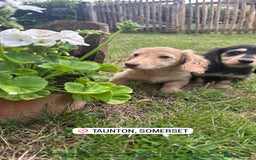 Miniature Dachshund dogs for sale: Miniature long haired cream dachshund. KC reg/PRA - Image 6