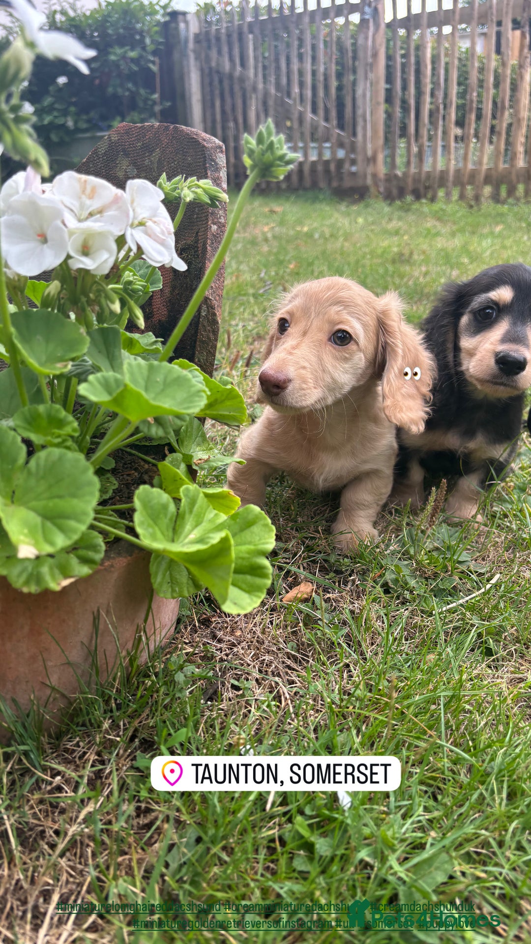Miniature Dachshund dogs for sale: Miniature long haired cream dachshund. KC reg/PRA - Image 6