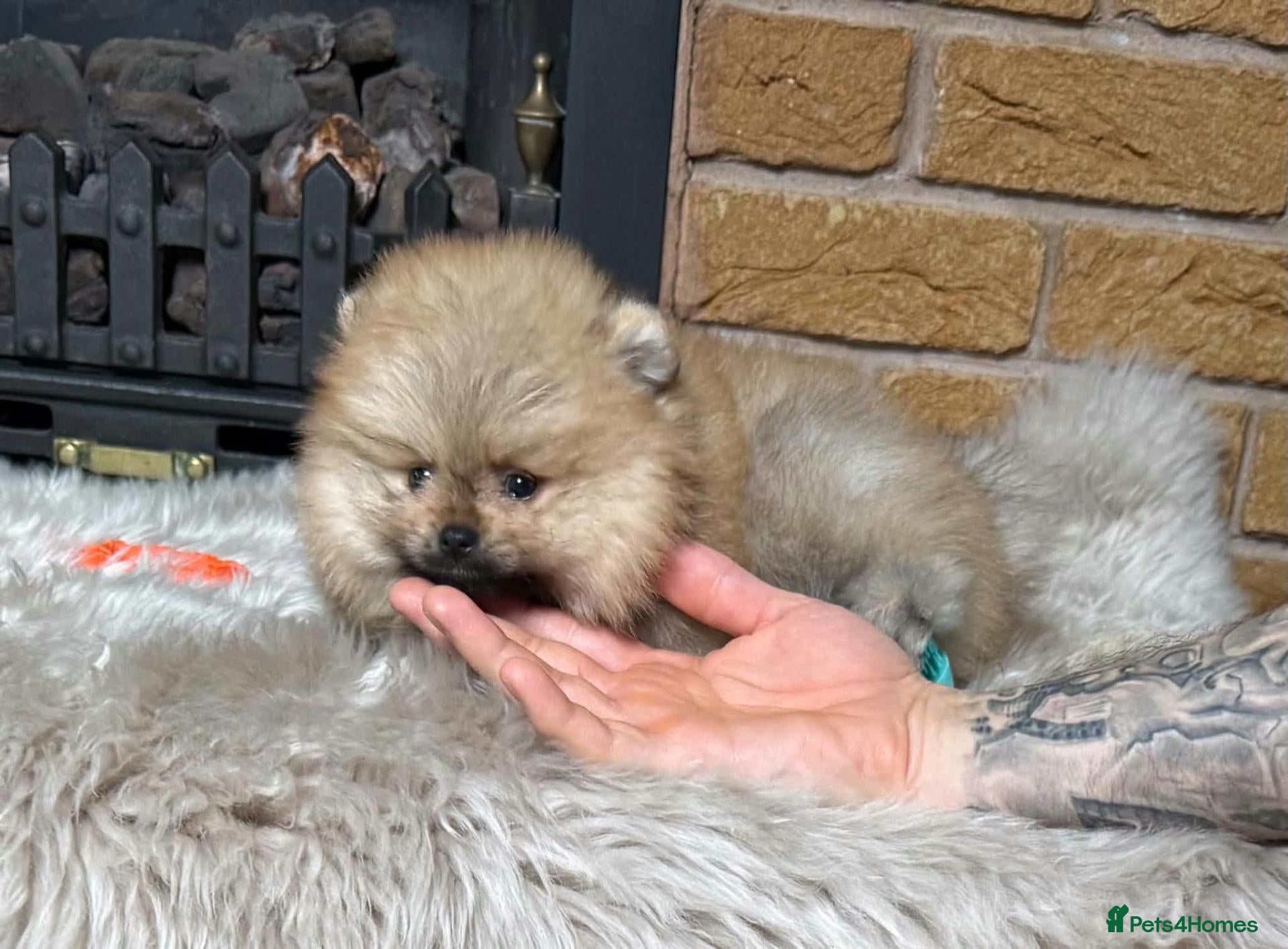 Pomeranian dogs for sale: Cream&orange sable Teddy Bear Pomeranian Puppies - Advert 1