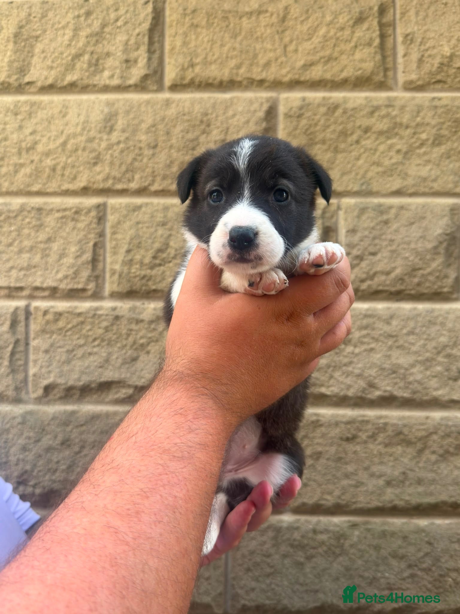 Border Collie dogs KC REGISTERED beautiful border collie pups  - Advert 1