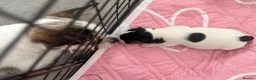 Jack Chi dogs for sale: Beautiful Jack x chi puppies - Advert 7