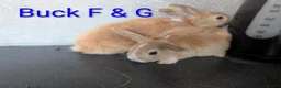 Mixed Breed rabbits for sale: Baby bunnies in Llanelli - Advert 5