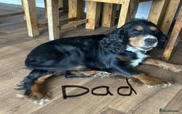 Cocker Spaniel dogs for sale: 7 Beautiful Cocker Spaniel Boys - Image 24