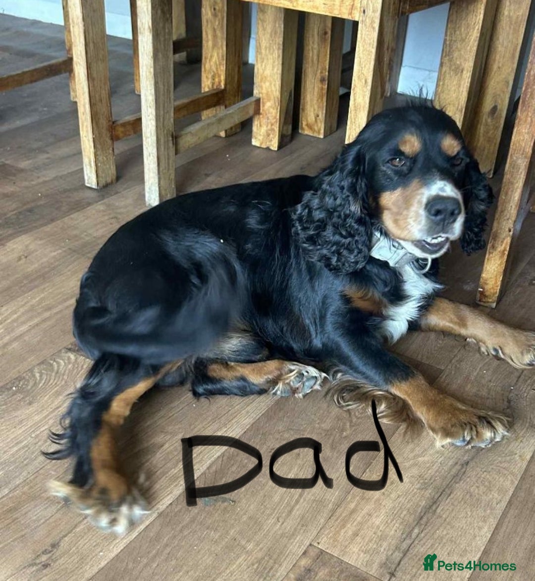 Cocker Spaniel dogs for sale: 7 Beautiful Cocker Spaniel Boys - Image 24