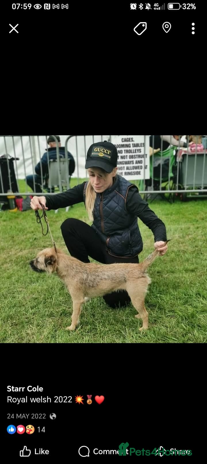 Mixed Breed dogs 3/4 border terrier pups  - Advert 5