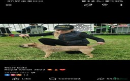 Mixed Breed dogs for sale: 3/4 border terrier pups  - Image 1