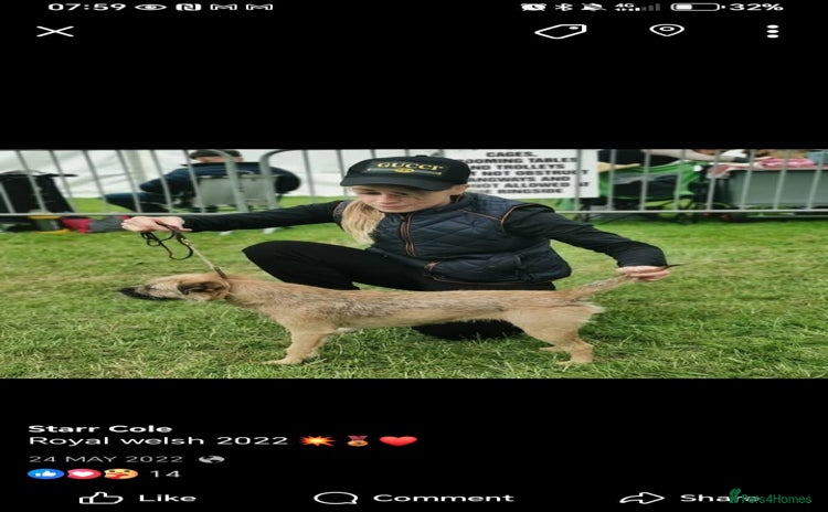 Mixed Breed dogs - Advert 7