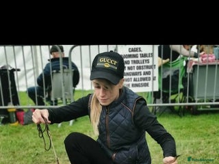 Mixed Breed dogs for sale - Advert 1