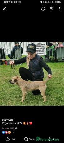 Mixed Breed dogs - Advert 1