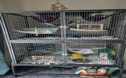 Rat rodents for sale: Two females rats - Image 3