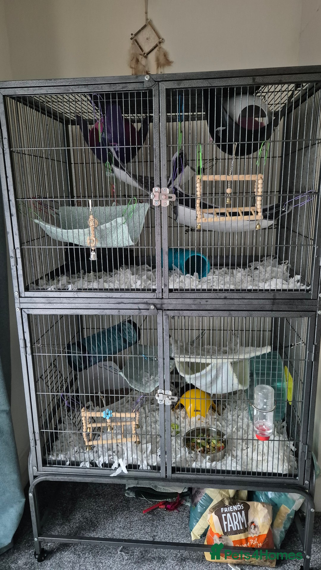 Rat rodents for sale: Two females rats - Image 3