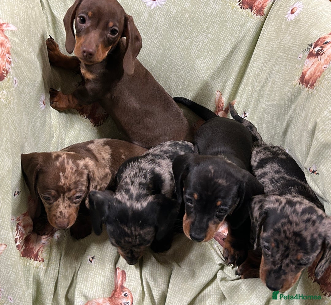 Miniature Dachshund dogs for sale: Miniature dachshunds * 3 boys left - Advert 2