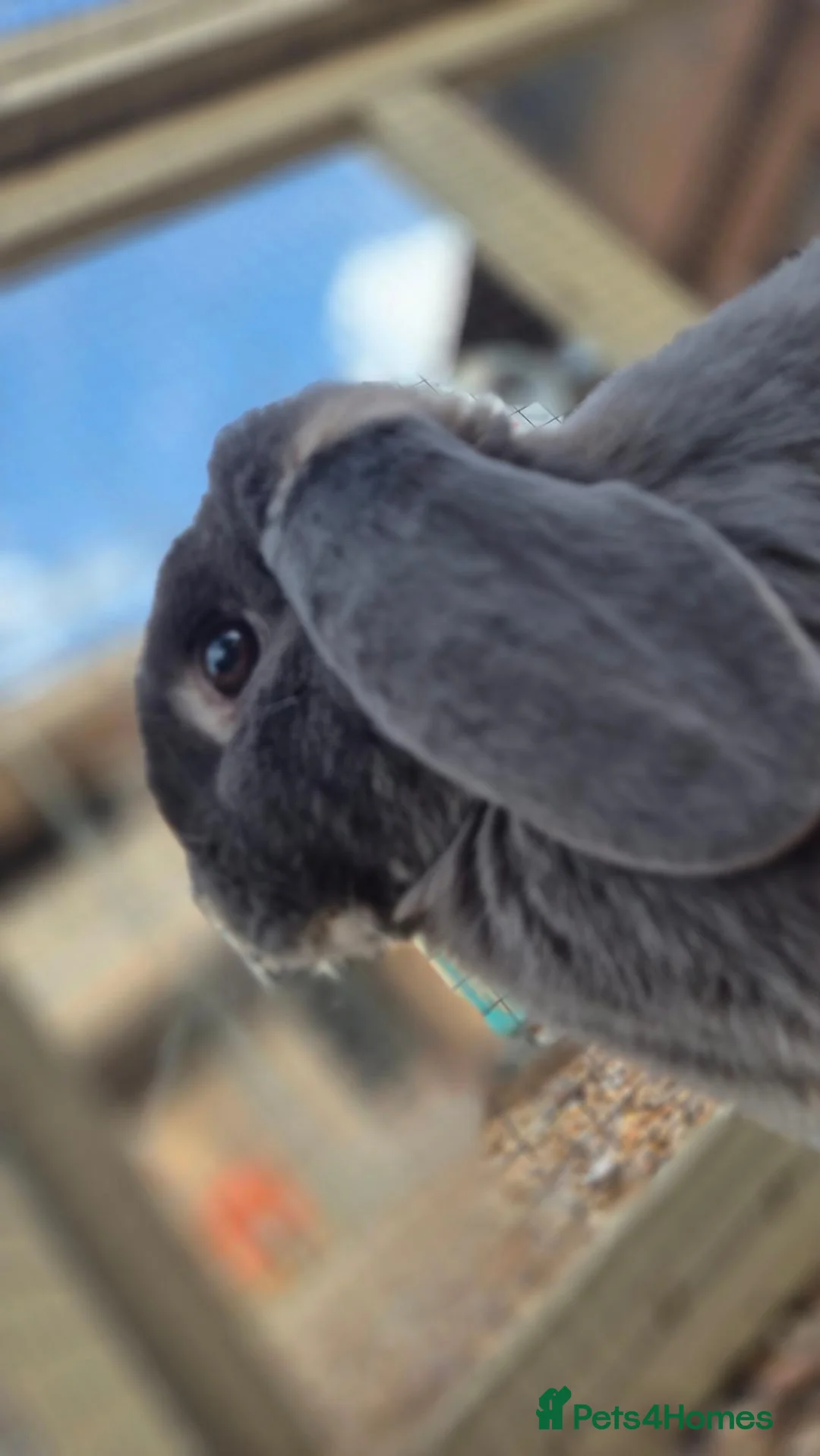 Dwarf Lop rabbits for sale: Smokey & Bob - Advert 6