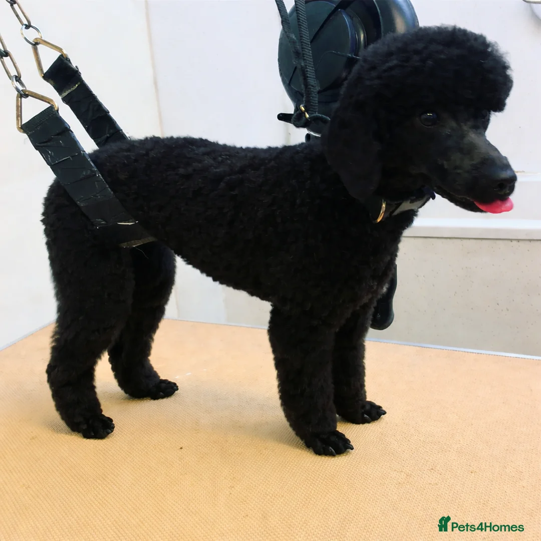 Toy Poodle dogs for sale: Exceptional Toy Poodle Puppies Champion Bloodline - Advert 2