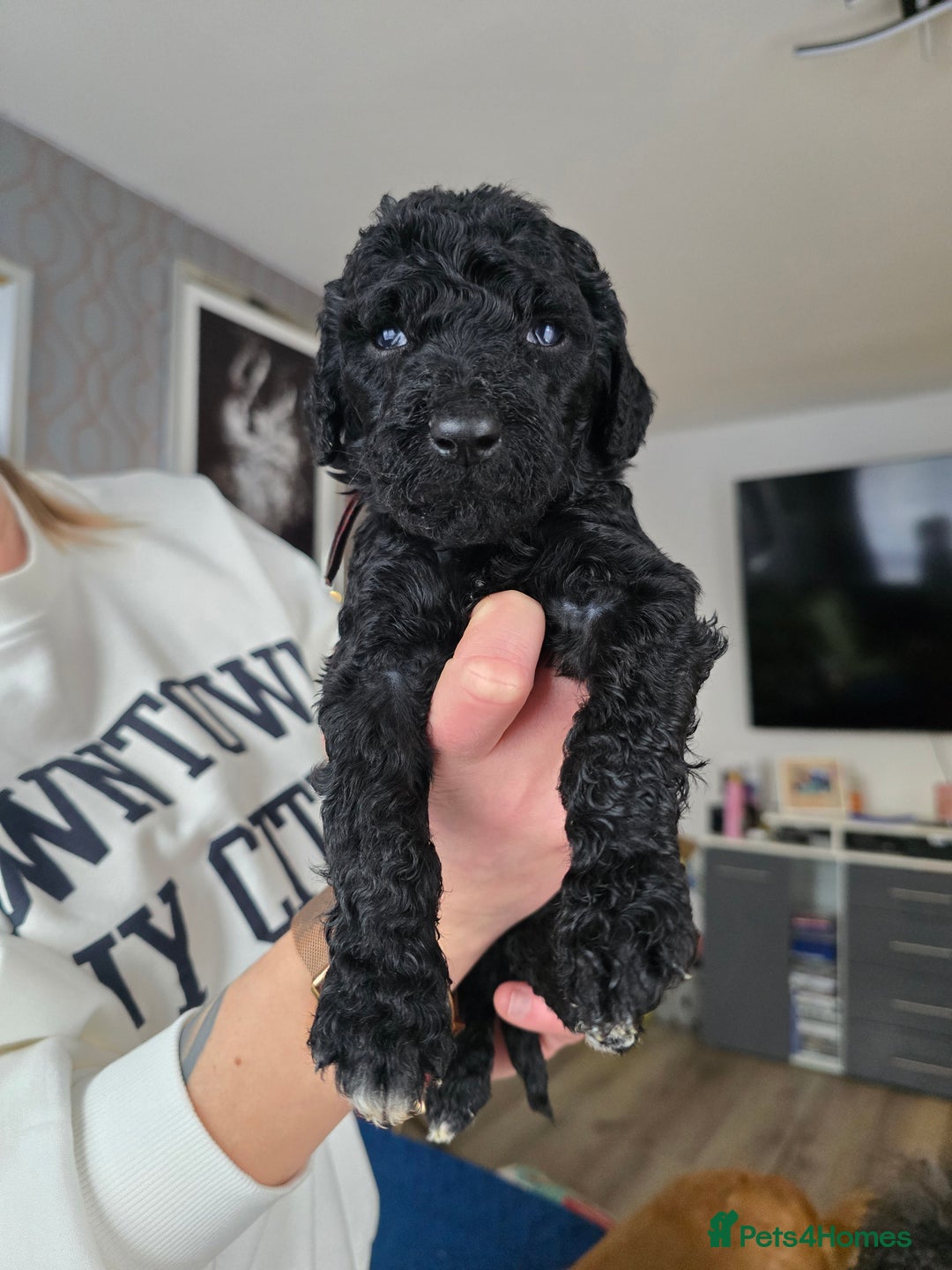 Standard Poodle dogs for sale: KC registered Standard Poodles! - Advert 6